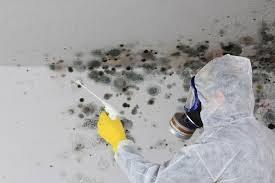 Professional Mold Removal in South Greensburg, PA